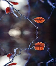 1359 Frosty Leaf
